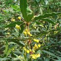 Berberis veitchii fleur P3